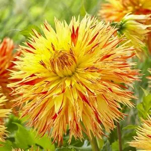 Георгина Cheyenne Chieftain фото