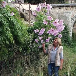Георгина Imperiallis фото