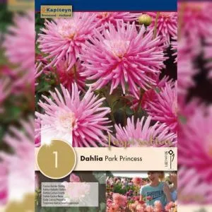 Георгина Park Princess (Брендовые луковицы KAPITEYN®) фото