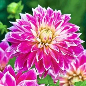Георгина Purple Explosion фото