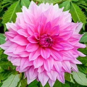 Георгина Rosella фото