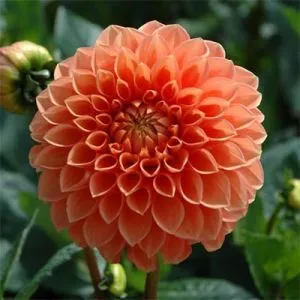 Георгина Silvie's Queen фото