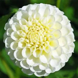 Георгина Snowflake фото