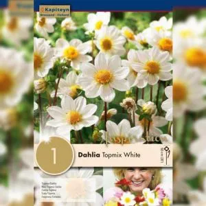 Георгина Topmix White (Брендовые луковицы KAPITEYN®) фото