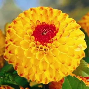 Георгина Sunny Boy фото