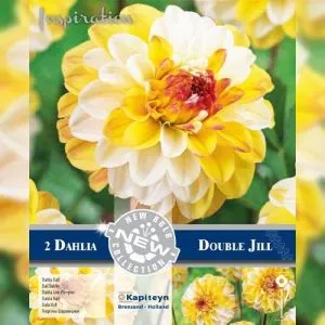 Георгина Double Jill (Брендовые луковицы KAPITEYN®) фото