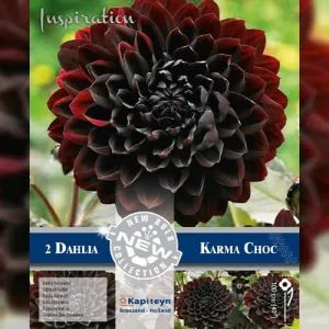 Георгина Karma Choc (Брендовые луковицы KAPITEYN®) фото