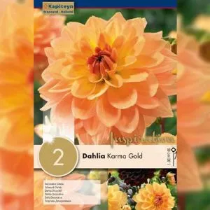 Георгина Karma Gold (Брендовые луковицы KAPITEYN®) фото