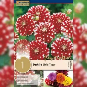 Георгина Little Tiger (Брендовые луковицы KAPITEYN®) фото