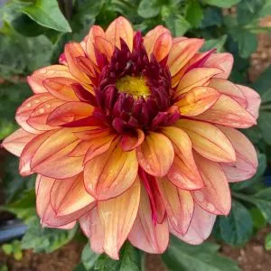 Георгина Creme de Cognac фото
