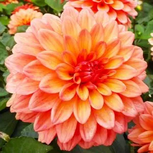 Георгина GoGo Peach фото