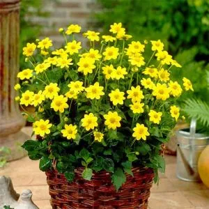 Георгина Topmix Yellow фото