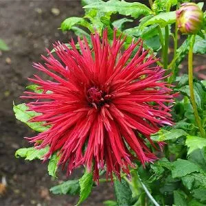 Георгина Urchin фото