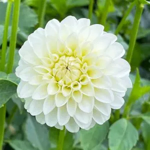 Георгина White Aster фото