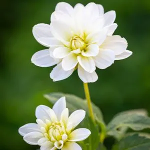 Георгина White Onesta фото