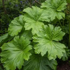 Дармера Peltata фото