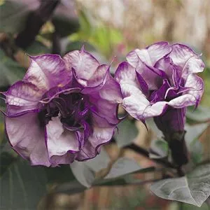 Дурман Blackcurrant Swirl фото