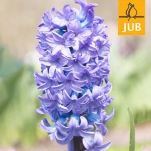 Гиацинт Delfts Blauw (Брендовые луковицы Jub Holland) фото