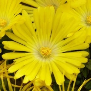 Делосперма Golden Nugget фото