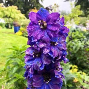 Дельфиниум Magic Fountains Dark Blue Dark Bee фото