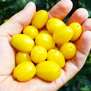 Кизил Янтарный фото