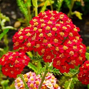 Тысячелистник Paprika фото