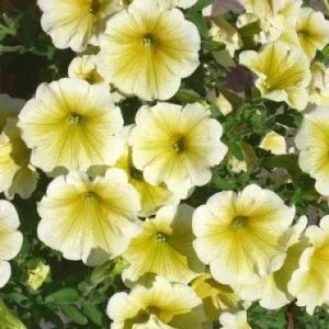 Петуния  Fortunia Yellow фото