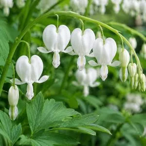 Дицентра Spectabilis Alba фото