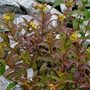 Диервилла Troja Black фото
