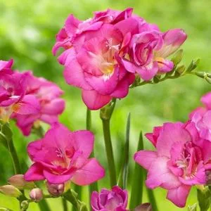 Фрезия Double Pink фото