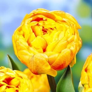 Тюльпан Double Beauty of Apeldoorn фото