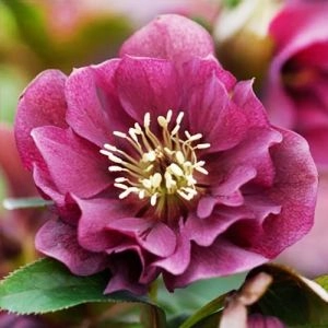 Морозник Double Ellen Red фото