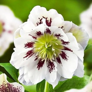 Морозник Double Ellen Spotted White фото