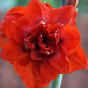 Амариллис XXL Double King фото