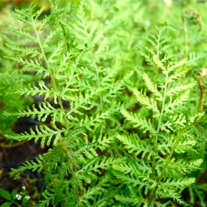 Папоротник Щитовник мужской Linearis Polydactylon фото