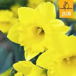 Нарцисс Dutch Master (Брендовые луковицы Jub Holland) фото