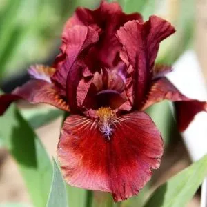 Ирис Pumila Dyka Gorobynka фото
