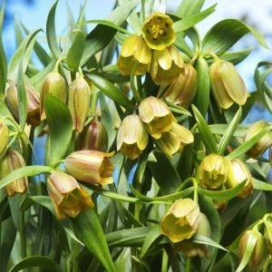 Фритиллярия Pontica фото