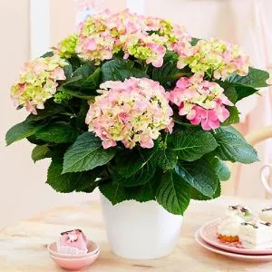 Гортензия Early Pink фото