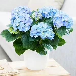 Гортензия Early Blue фото