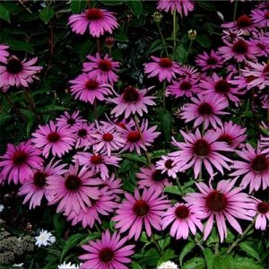 Эхинацея Prairie Splendor Deep Rose фото