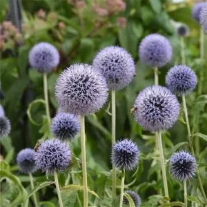 Мордовник Taplow Blue фото