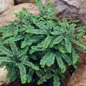 Папоротник адиантум Imbricatum фото