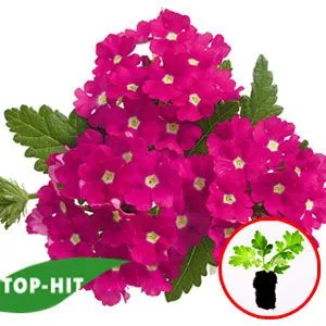 Вербена Empress Hot Pink Charme фото