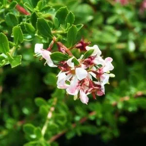 Эскаллония Donard Seedling фото