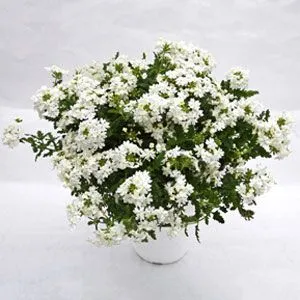 Вербена Estrella White фото