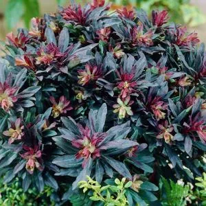 Эуфорбия Amygdaloides Purpurea фото