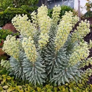 Эуфорбия Silver Swan фото