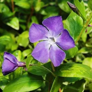 Барвинок Maculata фото