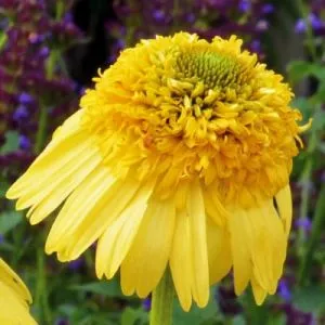 Эхинацея Meteor Yellow  фото